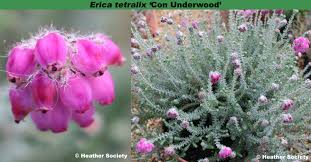 Attēlu rezultāti vaicājumam “Erica tetralix”