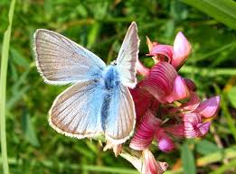 Attēlu rezultāti vaicājumam “Agrodiaetus damon underside”