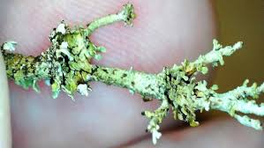 Attēlu rezultāti vaicājumam “Cladonia phyllophora”