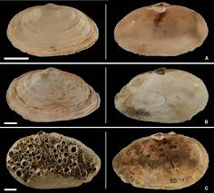 Attēlu rezultāti vaicājumam “Mya arenaria”