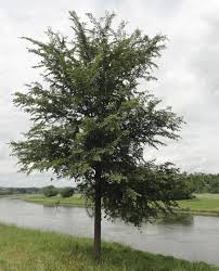 Attēlu rezultāti vaicājumam “Ulmus minor”