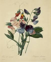 Image result for Lathyrus odoratus