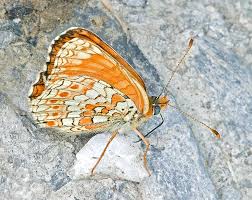 Attēlu rezultāti vaicājumam “Melitaea phoebe underside”