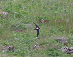 Image result for Hirundapus caudacutus