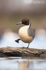 Image result for Anas acuta