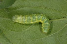 Attēlu rezultāti vaicājumam “Triphosa dubitata”