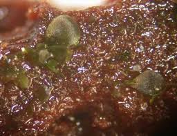 Attēlu rezultāti vaicājumam “Tetraphis pellucida sporophyte”