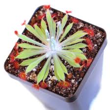 Attēlu rezultāti vaicājumam “Drosera x obovata leaf”