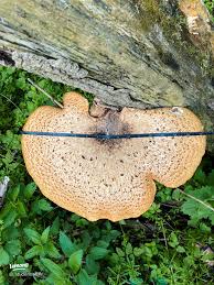 Attēlu rezultāti vaicājumam “Physarum viride young”