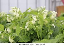 Attēlu rezultāti vaicājumam “Symphytum grandiflorum flower”