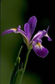Image result for Iris