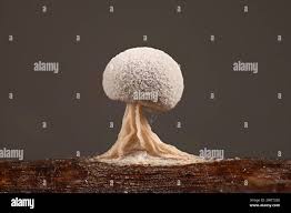 Attēlu rezultāti vaicājumam “Didymium spongiosum spores”