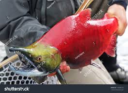 Image result for Oncorhynchus nerka