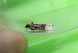 Attēlu rezultāti vaicājumam “Apotomis betuletana”