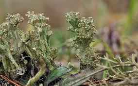 Attēlu rezultāti vaicājumam “Cladonia phyllophora”