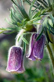 Attēlu rezultāti vaicājumam “Pulsatilla pratensis flower”