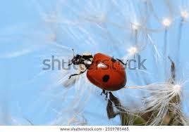 Attēlu rezultāti vaicājumam “Adalia bipunctata imago”