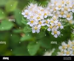 Attēlu rezultāti vaicājumam “Spiraea chamaedryfolia”