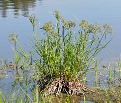 Attēlu rezultāti vaicājumam “Scirpus sylvaticus”
