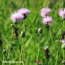 Attēlu rezultāti vaicājumam “Cirsium x rigens flower”