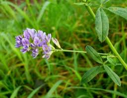 Attēlu rezultāti vaicājumam “Medicago sativa subsp. sativa”