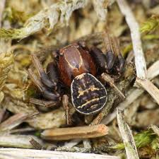 Attēlu rezultāti vaicājumam “Xysticus bifasciatus”