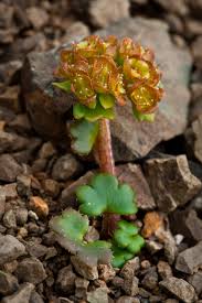 Attēlu rezultāti vaicājumam “Chrysosplenium alternifolium”
