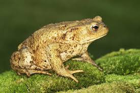 Attēlu rezultāti vaicājumam “Bufo bufo”