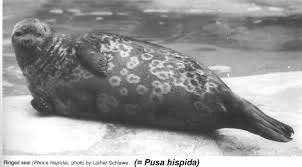 Image result for Pusa hispida