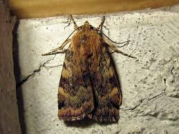 Attēlu rezultāti vaicājumam “Cryptocala chardinyi”