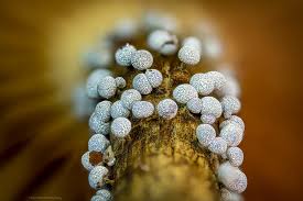 Attēlu rezultāti vaicājumam “Physarum leucophaeum sessile”