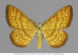 Attēlu rezultāti vaicājumam “Idaea serpentata”