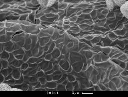 Attēlu rezultāti vaicājumam “Tubifera applanata”