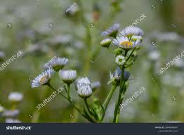 Attēlu rezultāti vaicājumam “Erigeron annuus”