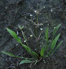 Attēlu rezultāti vaicājumam “Alisma gramineum flower”