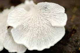 Attēlu rezultāti vaicājumam “Plicaturopsis crispa”