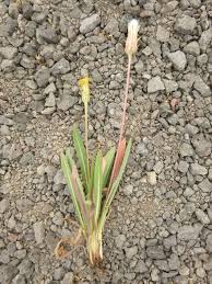 Image result for Agoseris major