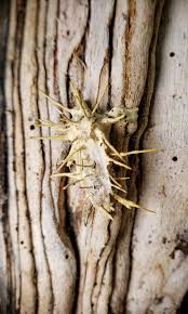 Attēlu rezultāti vaicājumam “Akanthomyces aculeatus”