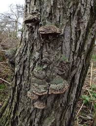 Attēlu rezultāti vaicājumam “Phellinus pomaceus”