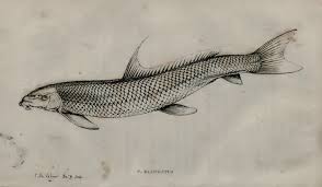 Image result for Cycleptus elongatus