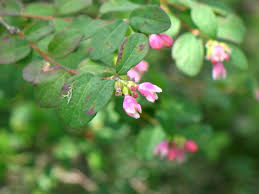 Attēlu rezultāti vaicājumam “Symphoricarpos albus flower”