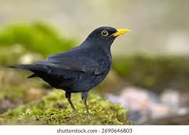 Attēlu rezultāti vaicājumam “Turdus merula”