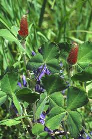Image result for Trifolium incarnatum
