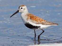 Attēlu rezultāti vaicājumam “Calidris alpina adult”