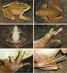 Attēlu rezultāti vaicājumam “Ranidae”