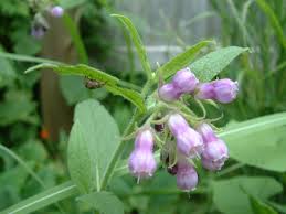 Attēlu rezultāti vaicājumam “Symphytum officinale bud”