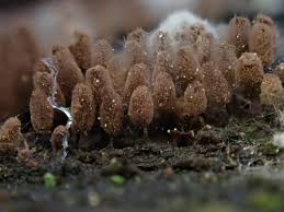 Attēlu rezultāti vaicājumam “Comatricha meandrispora macro”