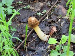 Attēlu rezultāti vaicājumam “Verpa bohemica”