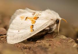 Attēlu rezultāti vaicājumam “Leucodonta bicoloria imago”