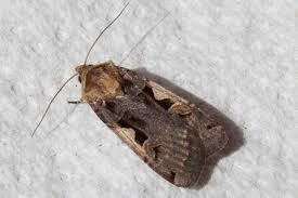 Attēlu rezultāti vaicājumam “Xestia c-nigrum”